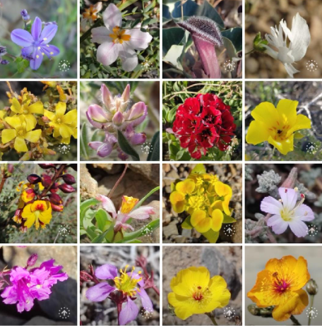 Flores del Desierto Florido